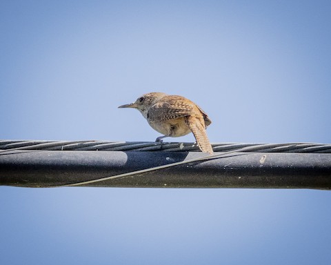 House Wren - James Kendall