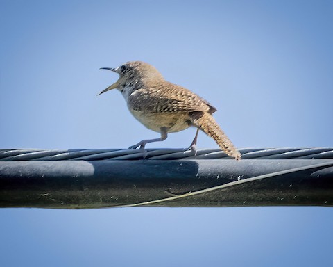 House Wren - James Kendall