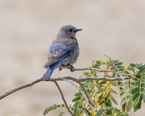 Western Bluebird - James Kendall