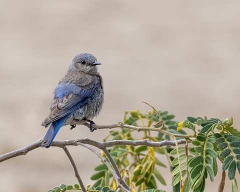 Western Bluebird - James Kendall