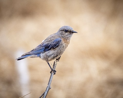 Western Bluebird - James Kendall