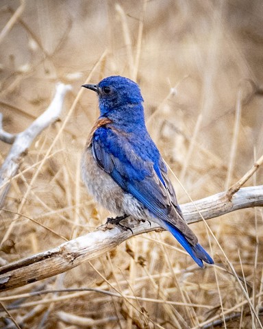 Western Bluebird - James Kendall