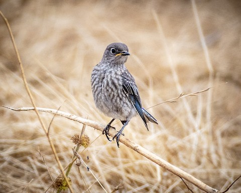 Western Bluebird - James Kendall