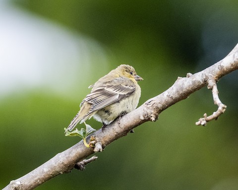 Lesser Goldfinch - James Kendall