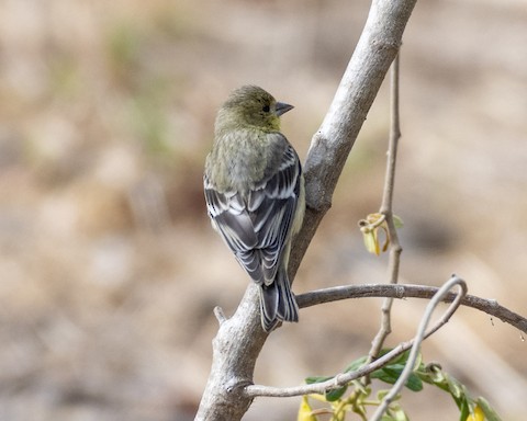 Lesser Goldfinch - James Kendall