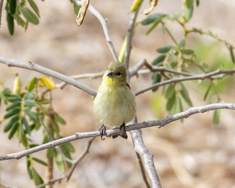 Lesser Goldfinch - James Kendall