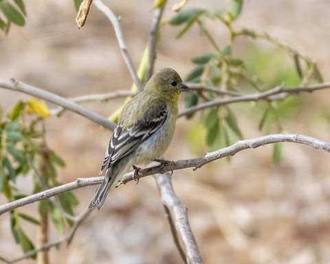 Lesser Goldfinch - James Kendall