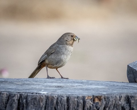 California Towhee - James Kendall