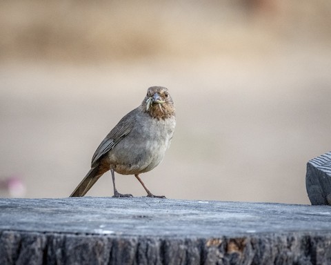 California Towhee - James Kendall