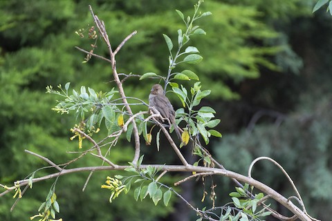 California Towhee - James Kendall