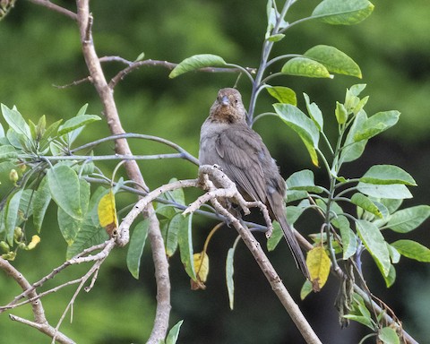 California Towhee - James Kendall