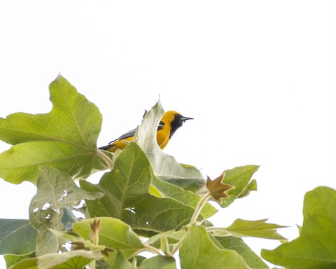 Hooded Oriole - James Kendall