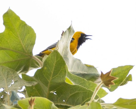 Hooded Oriole - James Kendall