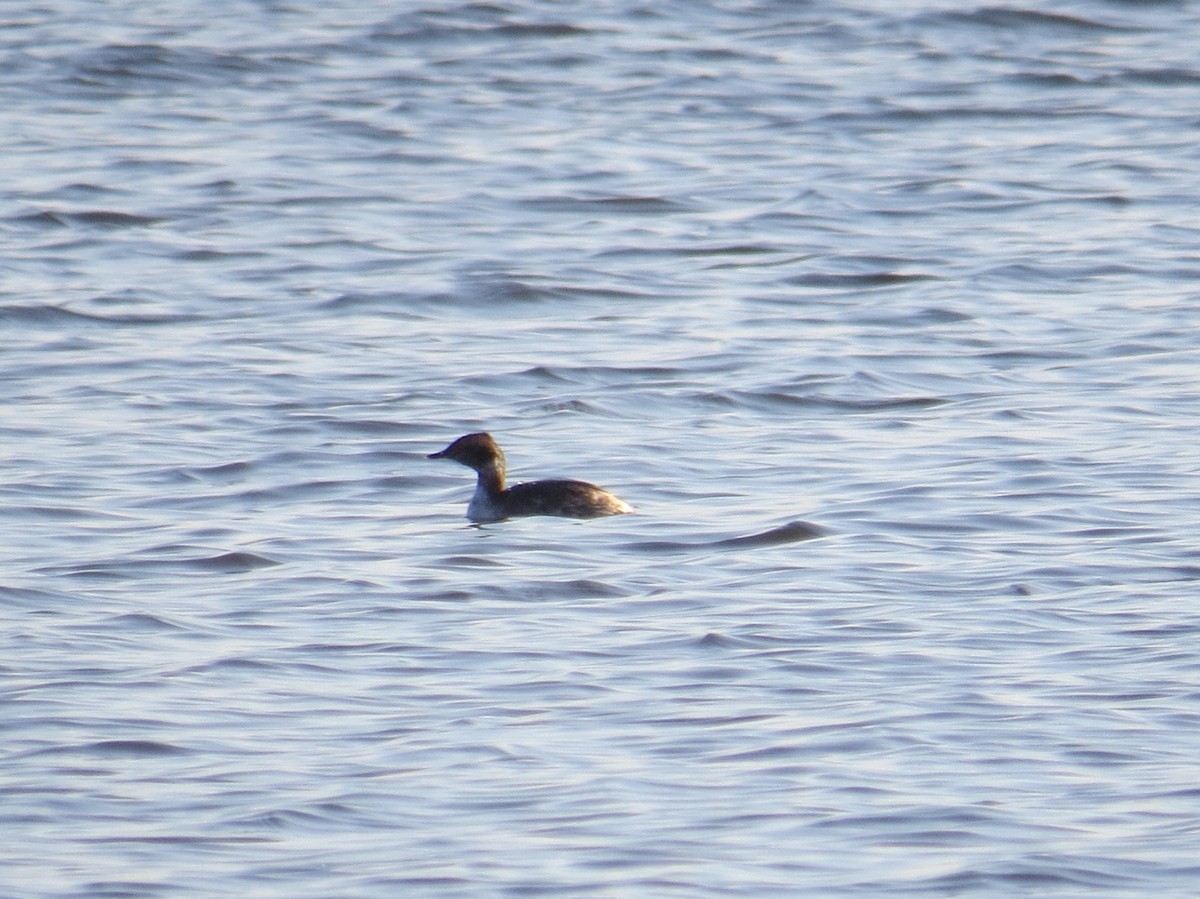 Red-necked Grebe - ML62091081