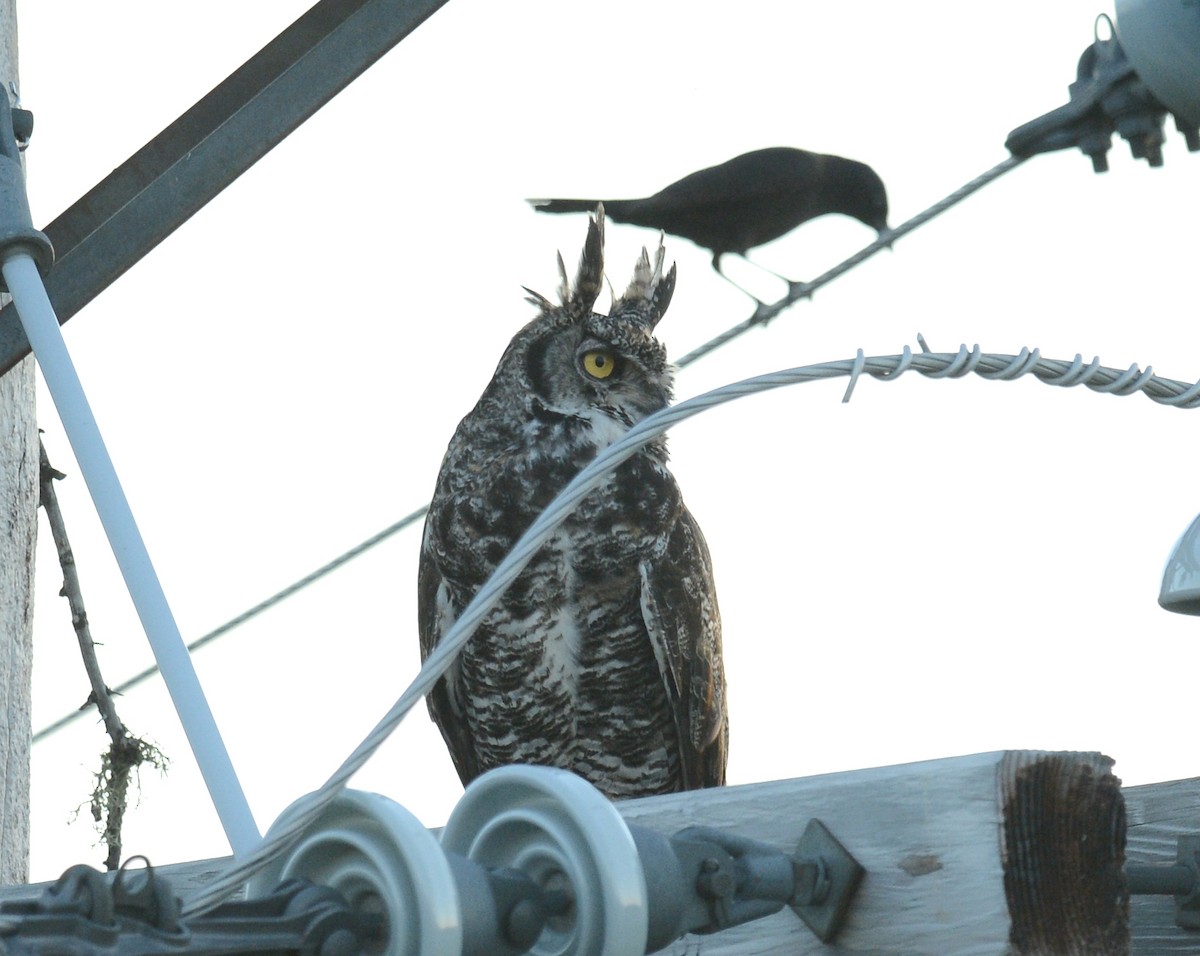 Great Horned Owl - ML62091211
