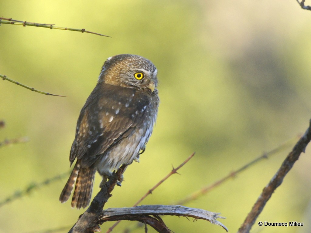 Austral Pygmy-Owl - Ricardo  Doumecq Milieu