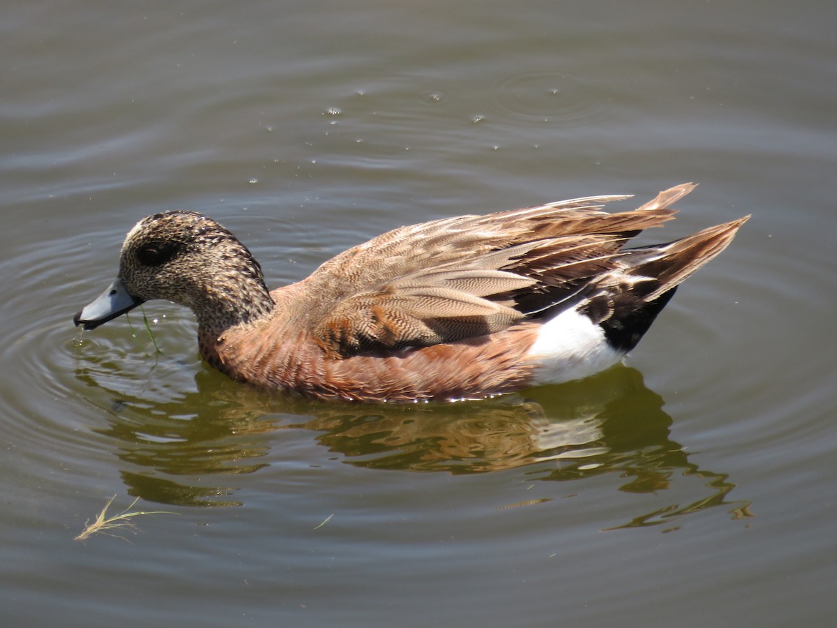 eBird Checklist - 28 Jun 2024 - Bolsa Chica Ecological Reserve - 29 species