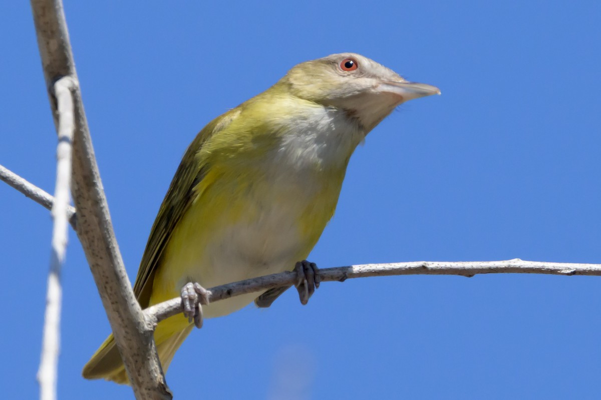 eBird Checklist - 24 Jun 2024 - San Diego Zoo - 6 species