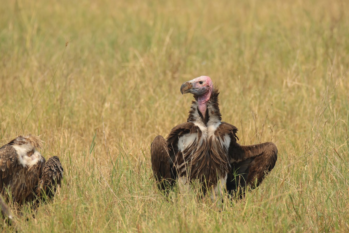 eBird Checklist - 26 Jun 2024 - Serengeti NP--Serengeti Serena Safari ...