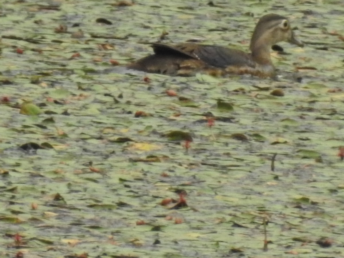 Ebird Checklist - 29 Jun 2024 - Smith Mountain Lake Dam - 12 Species