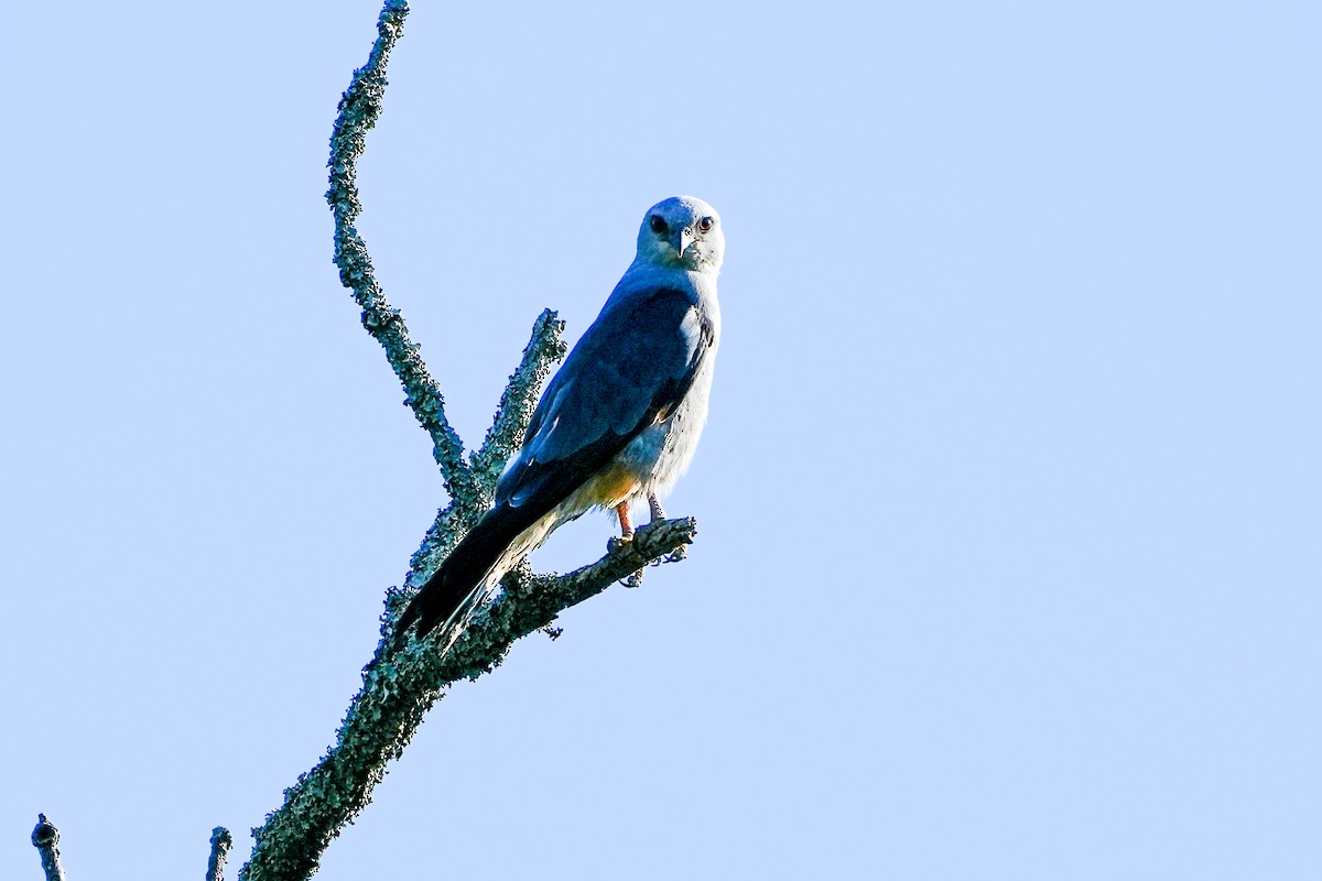 Ebird Checklist - 27 Jun 2024 - Little Rock Audubon Center - 18 Species