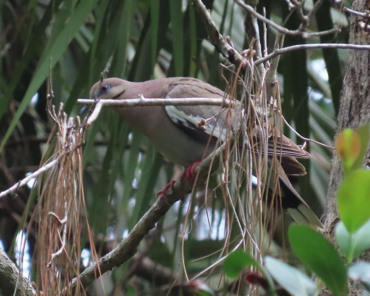 eBird Checklist 29 Jun 2024 Hagen Ranch Road Library 8 species