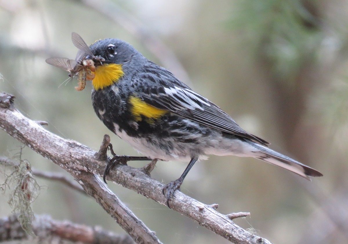 Yellow-rumped Warbler - Byron Greco