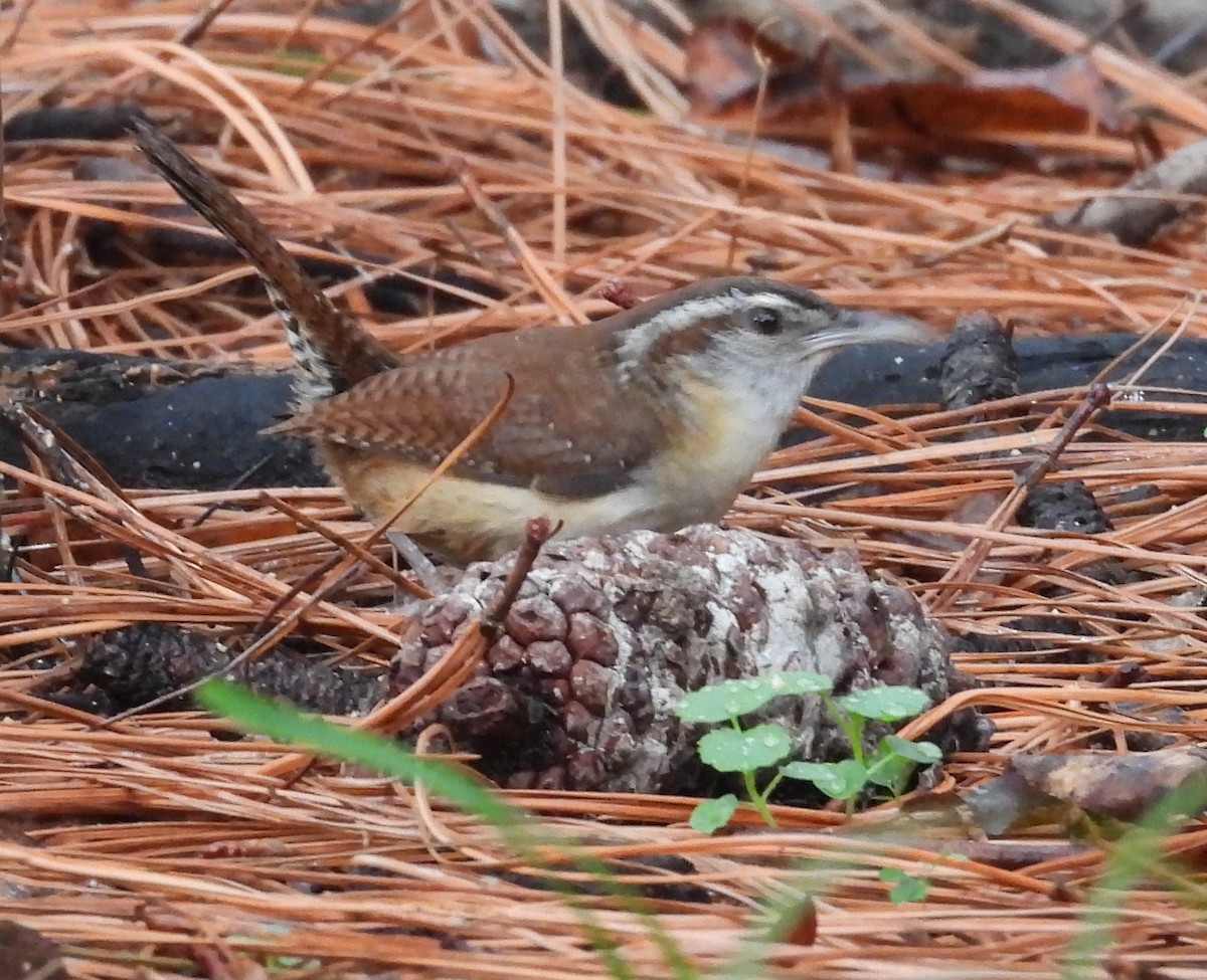 eBird Checklist - 29 Jun 2024 - My Backyard - 12 species
