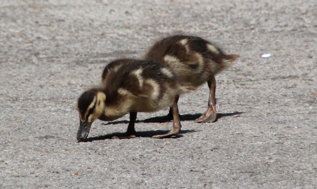 eBird Checklist - 29 Jun 2024 - Shelby Park--Sevier Lake - 25 species