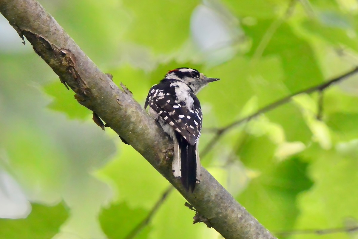 eBird Checklist - 29 Jun 2024 - Ashby Pond Conservancy Site - 20 species