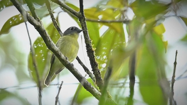  - Gray-headed Piprites