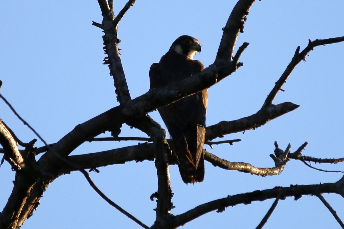 eBird Checklist - 29 Jun 2024 - Goose Lake Natural Area - 32 species