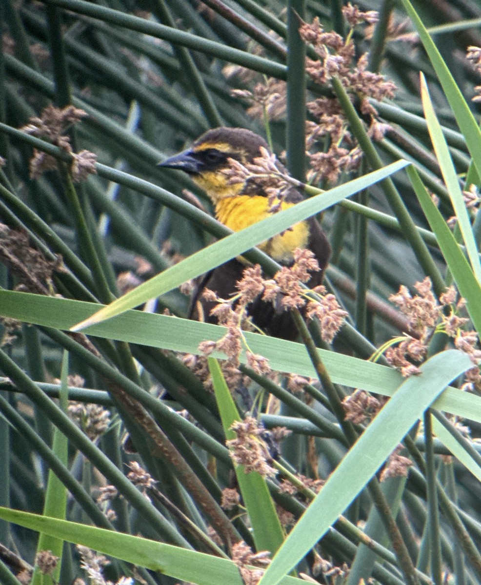 eBird Checklist - 29 Jun 2024 - Billy Frank Jr. Nisqually National ...