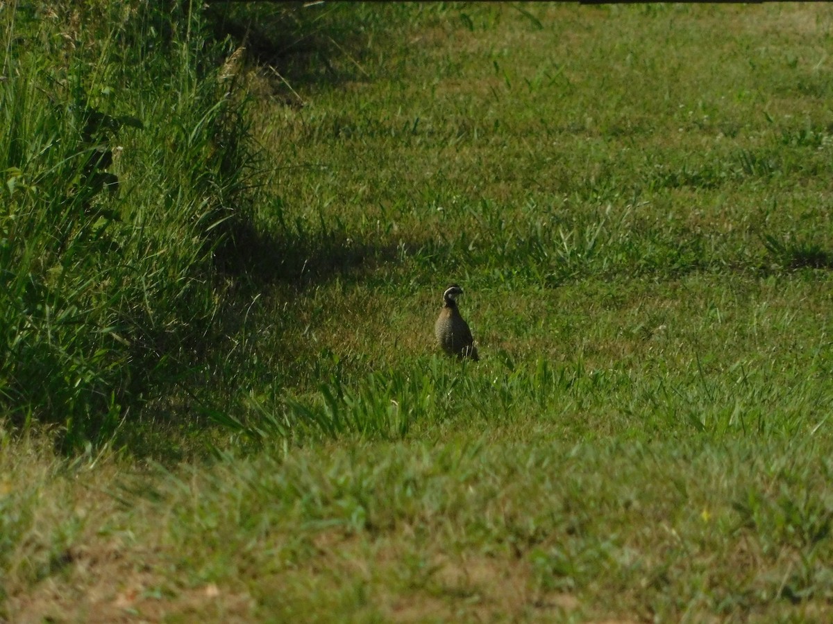 eBird Checklist - 29 Jun 2024 - Kankakee Sands--Bison Viewing Fields ...