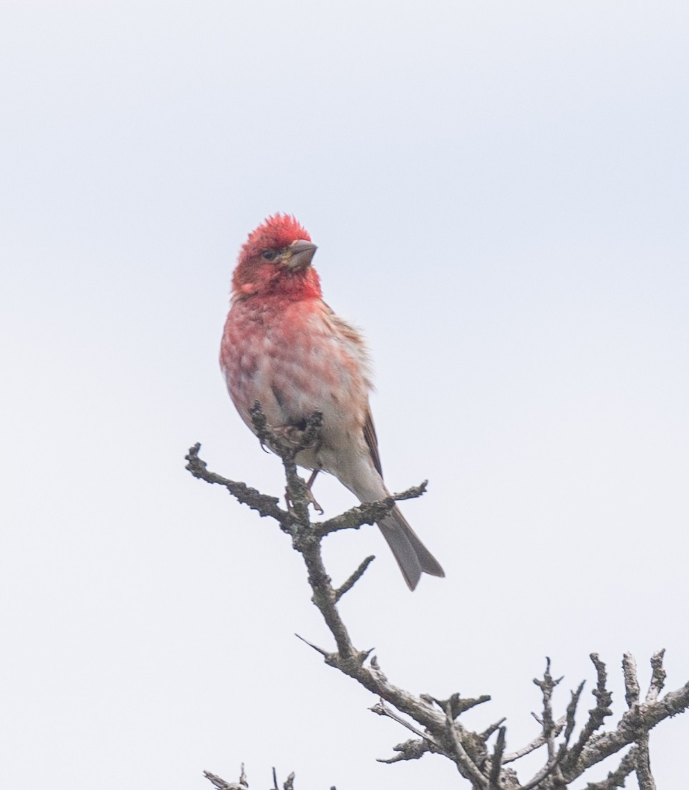 eBird Checklist - 27 Jun 2024 - Acadia NP--Cadillac Mountain - 10 species