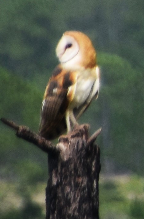 eBird Checklist - 29 Jun 2024 - Avon Park Air Force Range (Polk Co ...