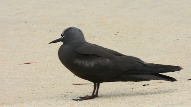 Lesser Noddy - Anous tenuirostris - Birds of the World