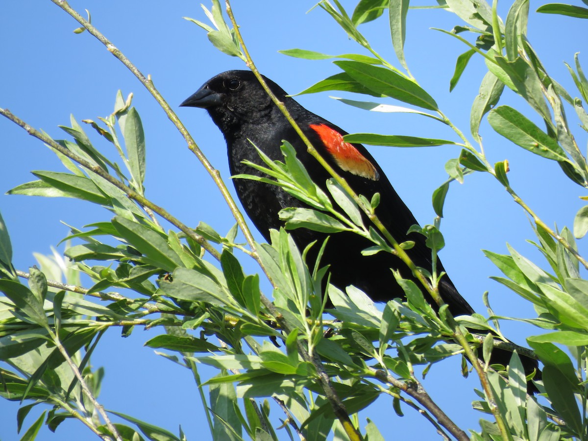 Red-winged Blackbird - Byron Greco