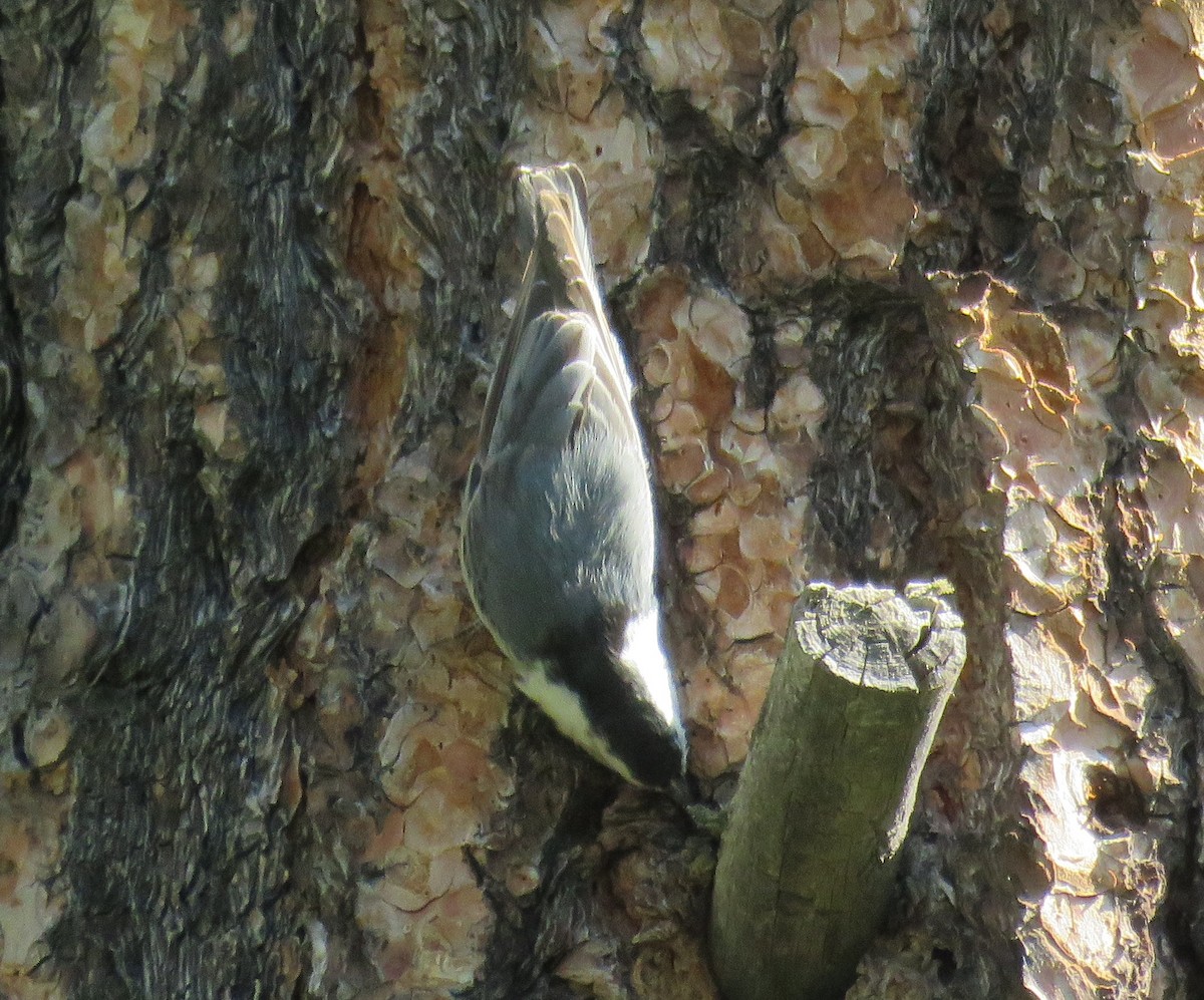 White-breasted Nuthatch - ML62099651