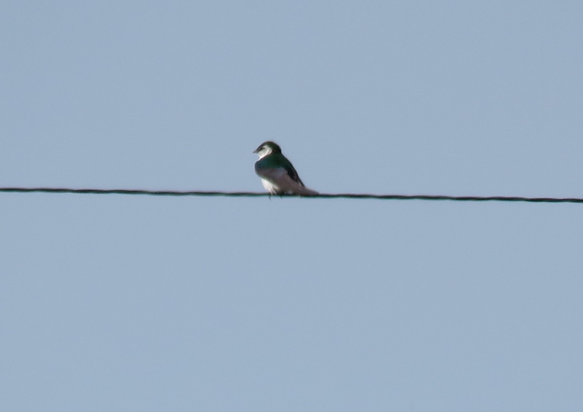 Violet-green Swallow - ML62099771