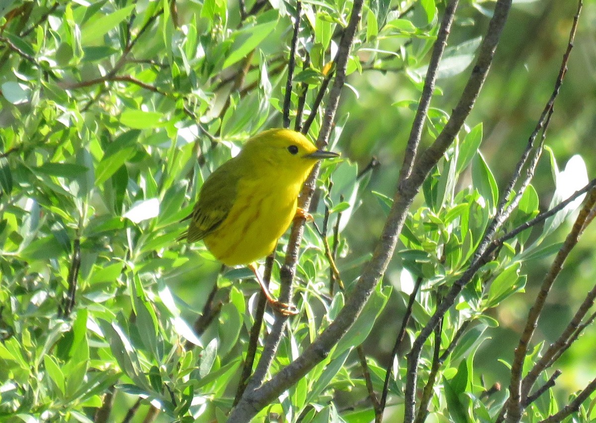 Yellow Warbler - Byron Greco