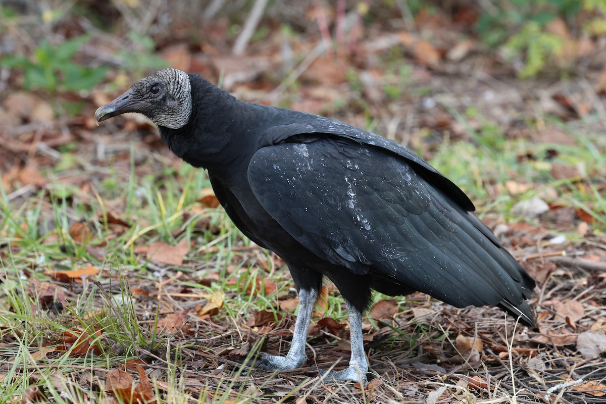 eBird Checklist - 5 Dec 2023 - Cape Island--Higbee Beach WMA - 28 species