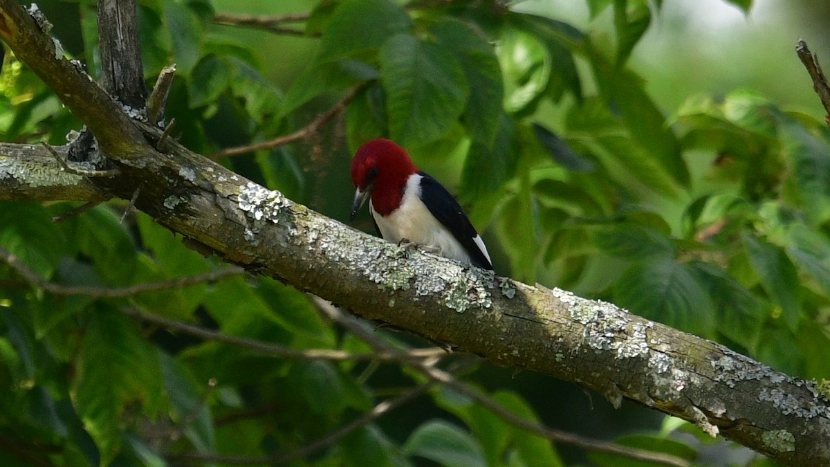 Ebird Checklist - 30 Jun 2024 - Clear Fork Reservoir--picnic Area #3 