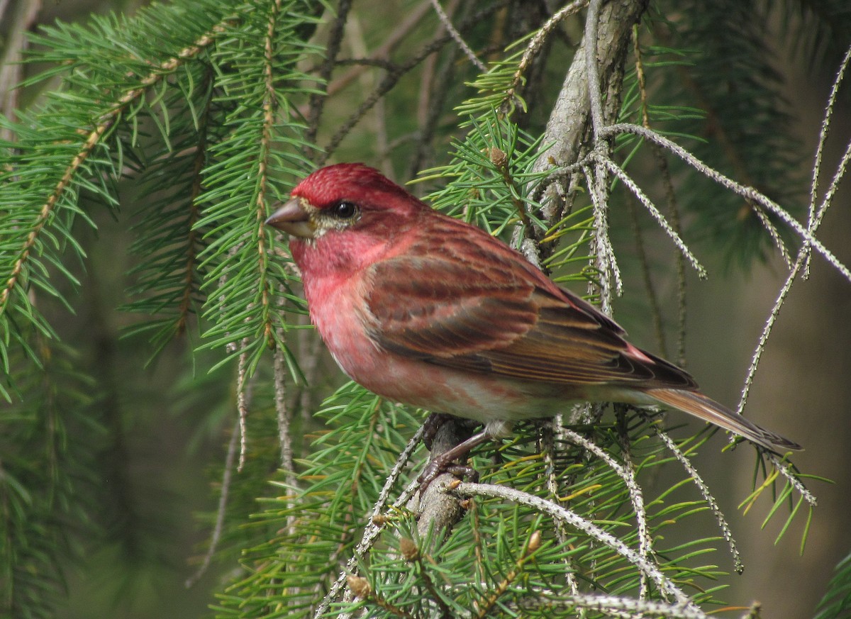 Ebird Checklist - 25 Mar 2012 - Trs Neighborhood - 20 Species