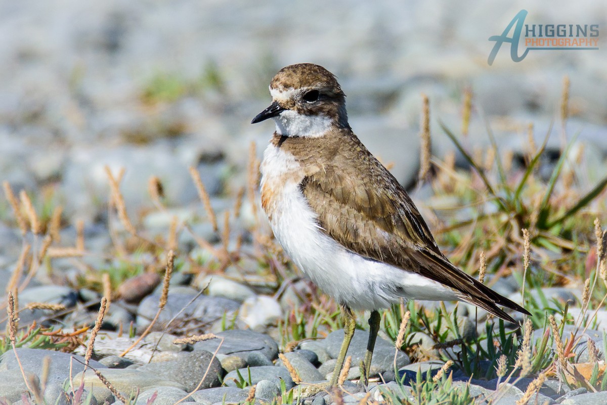 Double-banded Plover - ML62100811