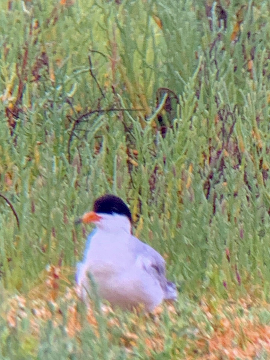 eBird Checklist - 30 Jun 2024 - Bolsa Chica--walkbridge/inner bay - 27 ...