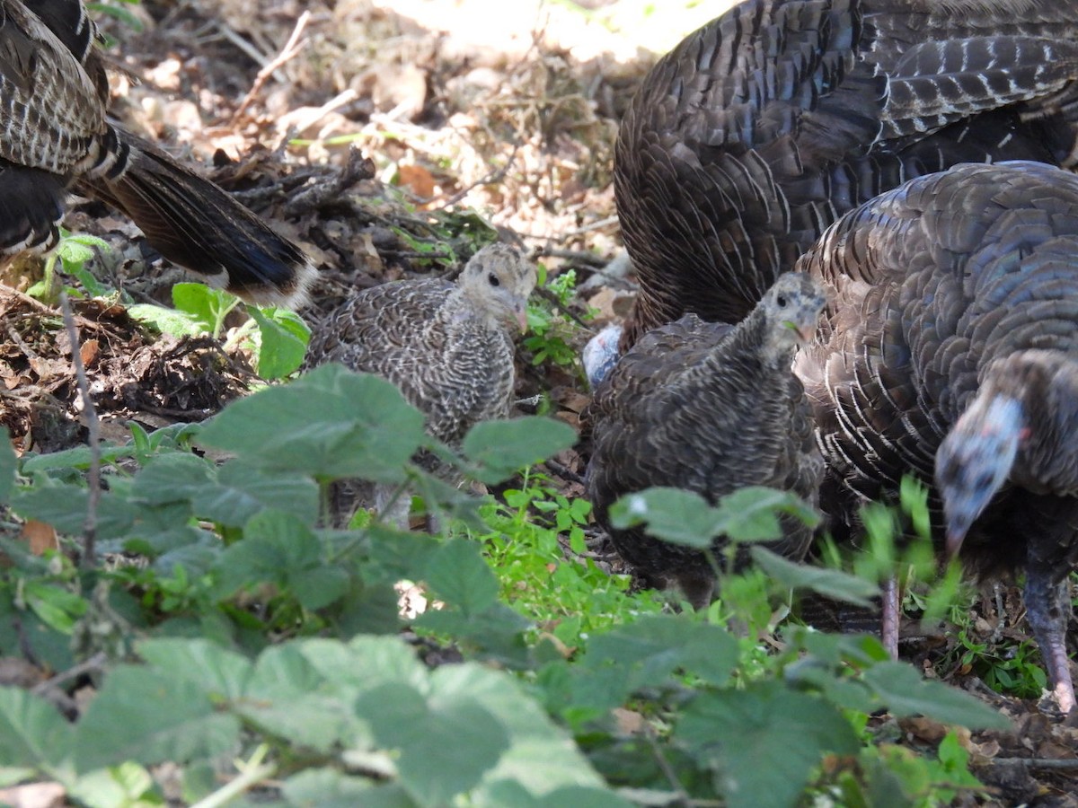 eBird Checklist - 30 Jun 2024 - Palo Corona RP--Front Ranch Unit - 43 ...