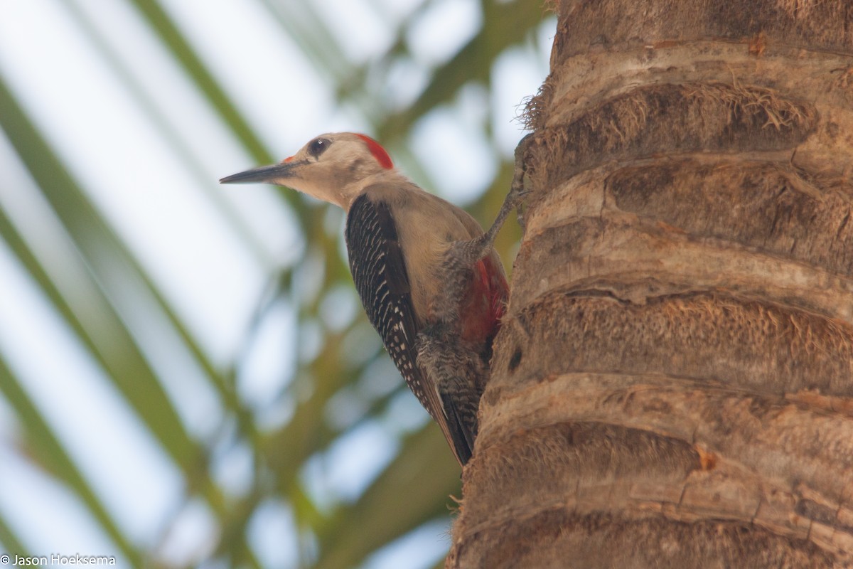 Golden-fronted Woodpecker (Velasquez's) - Jason Hoeksema