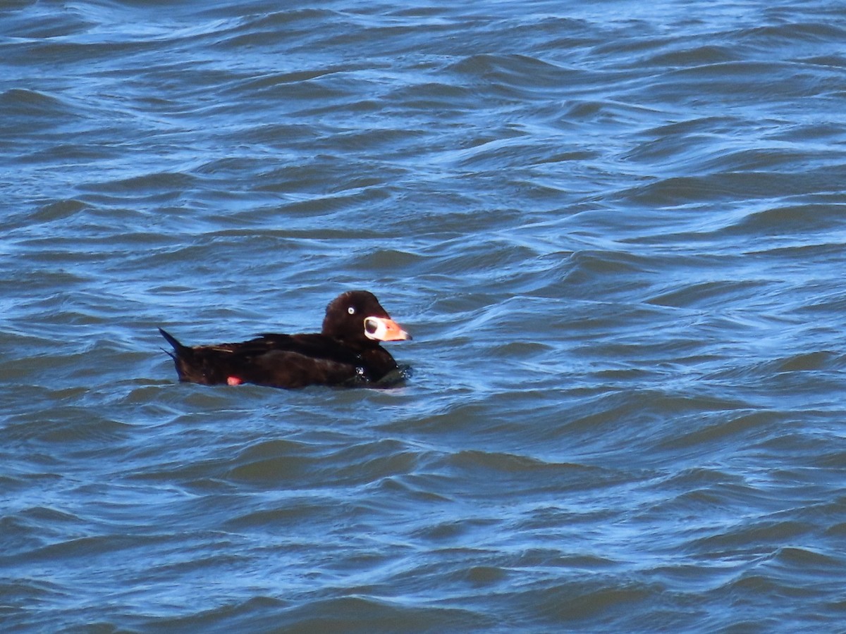 eBird Checklist - 1 Jul 2024 - Cape Island--South Cape May Meadows ...