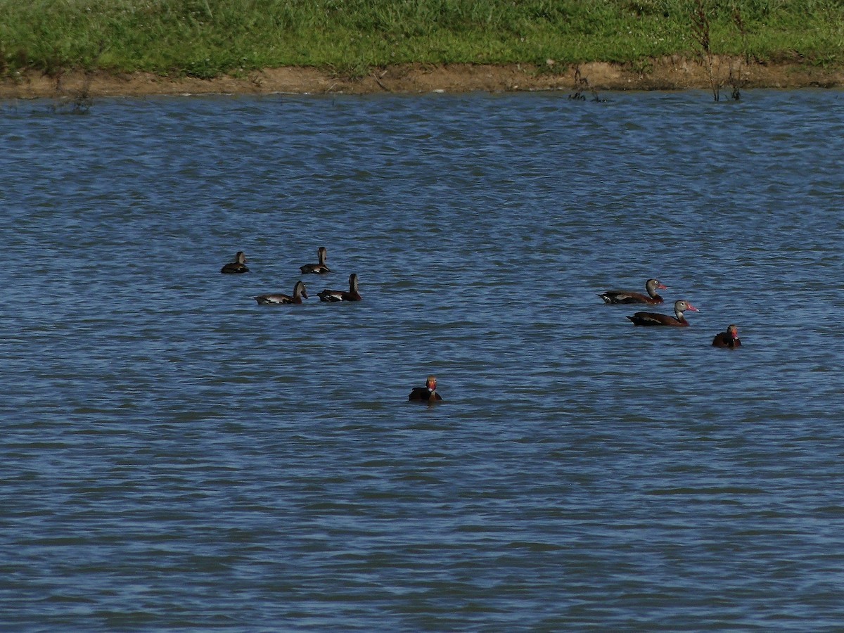 eBird Checklist - 1 Jul 2024 - Industrial Park Pond (Restricted access ...